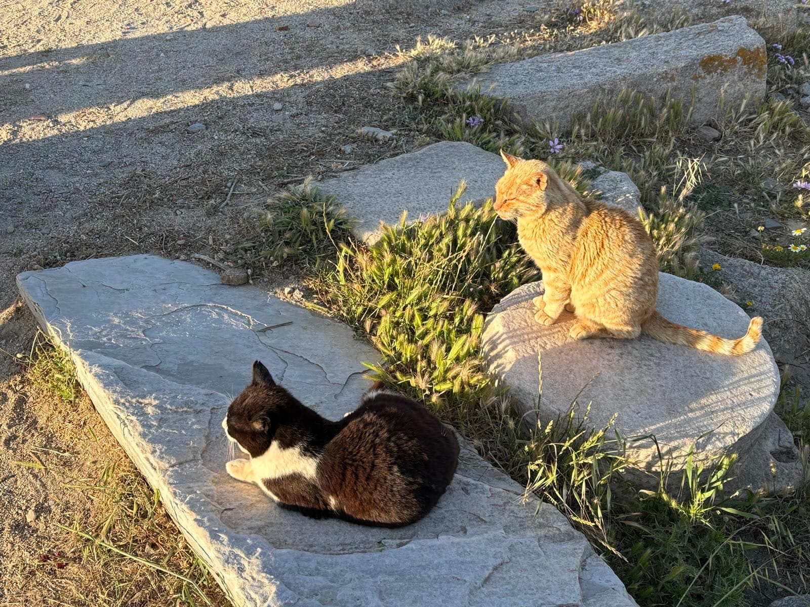 Day 5 - Island of Delos & The Cat Civilization